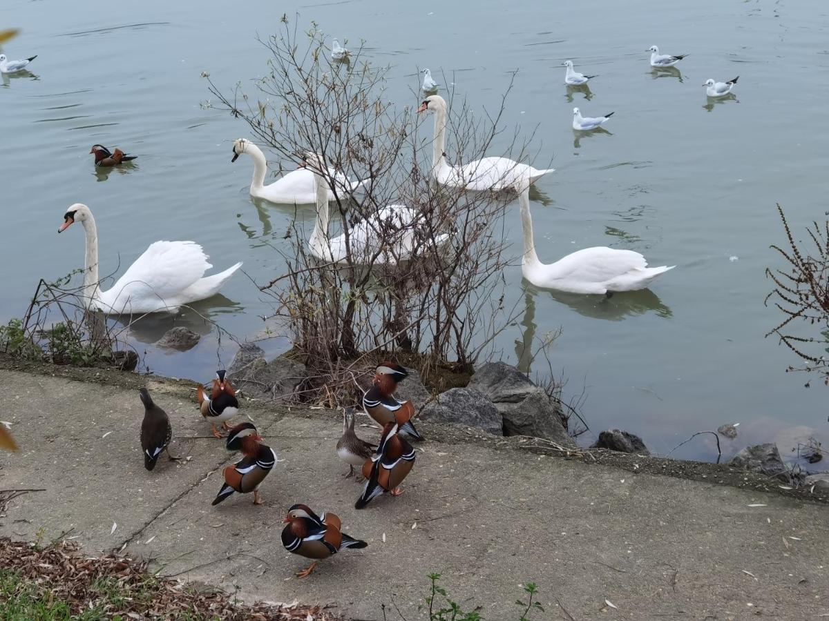 Les Pingouins De La Marne Bed and Breakfast Le Perreux-Sur-Marne Εξωτερικό φωτογραφία